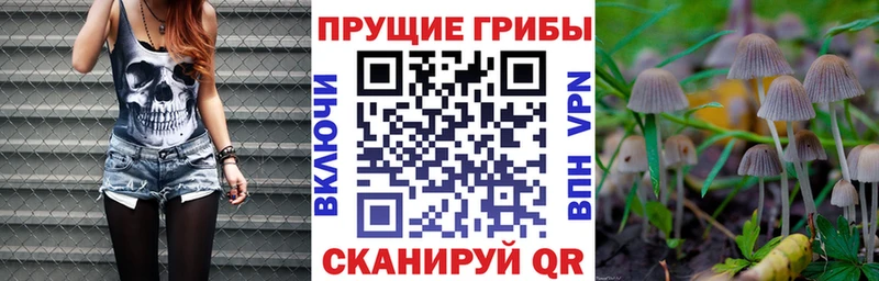 где можно купить   Партизанск  Псилоцибиновые грибы MAGIC MUSHROOMS 